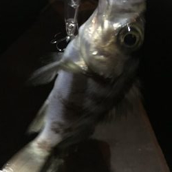 爆風のメバルプラッキング