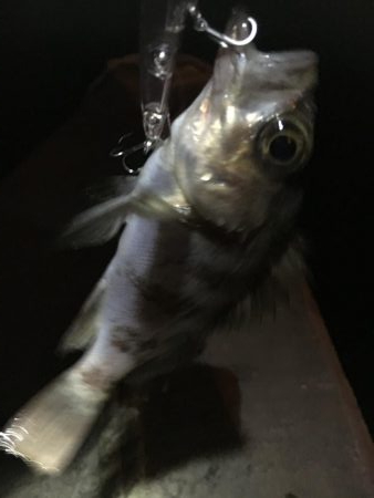 爆風のメバルプラッキング