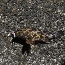 メバルに逢いたくて