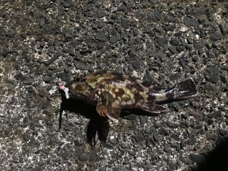 メバルに逢いたくて