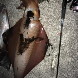 そでいか たるいか