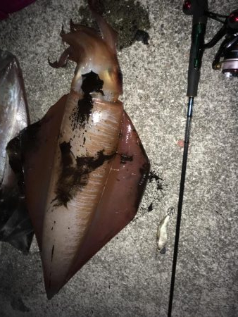 そでいか たるいか