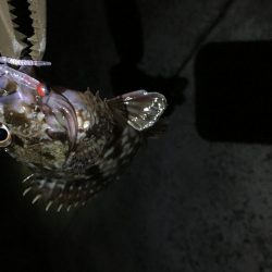 2019年 初釣りライトゲーム