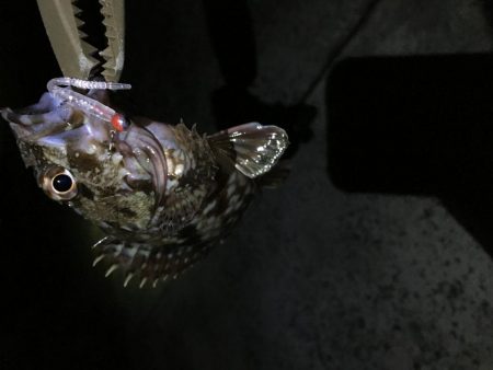 2019年 初釣りライトゲーム