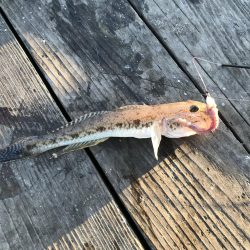 うちの海カレイ