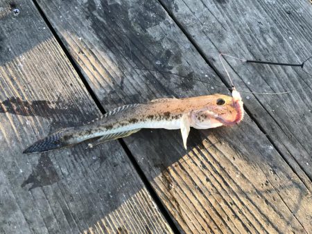 うちの海カレイ