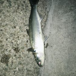 シーバス狙ってキビレがヒット