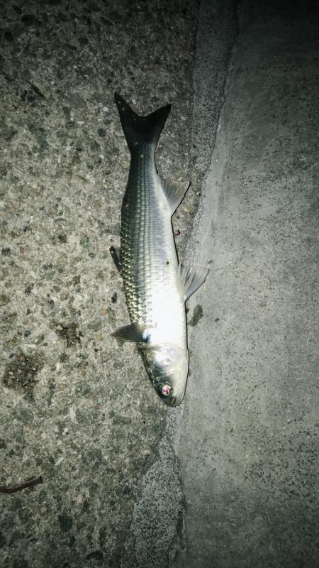 シーバス狙ってキビレがヒット