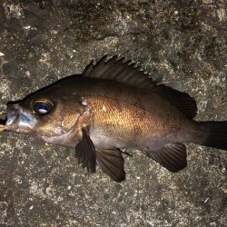 表層をプラグで。ジグ単はフォールで反応。