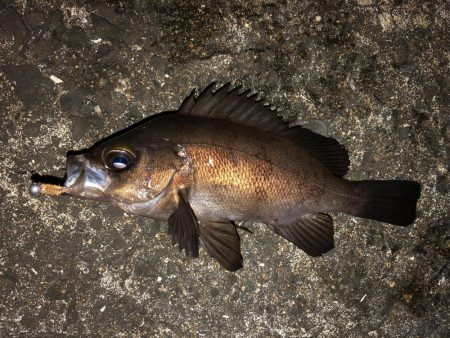 表層をプラグで。ジグ単はフォールで反応。