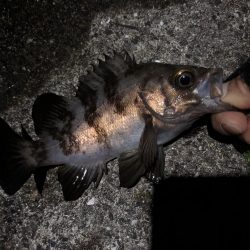 メバルの楽園発見