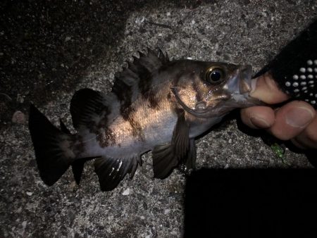 メバルの楽園発見