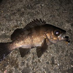 やや遠投で表層のみに反応