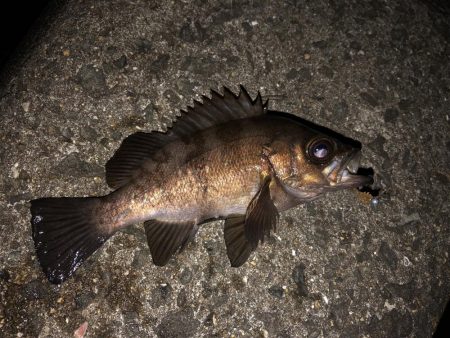 やや遠投で表層のみに反応