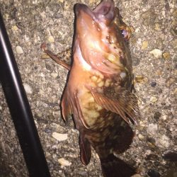 楽しいガシリング！