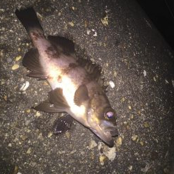 久しぶりのメバル!