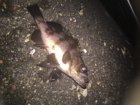 久しぶりのメバル!