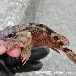 釣り初めはクジメ&ガシラでスタート
