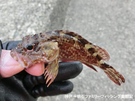 釣り初めはクジメ&ガシラでスタート