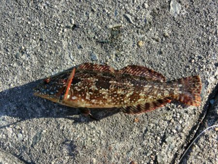 アイナメ来てーーー‼