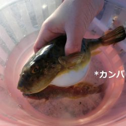 釣りはじめ