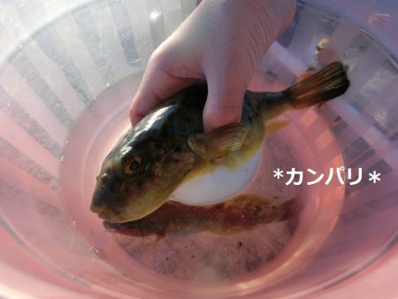 釣りはじめ