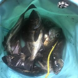 またまたメバリング