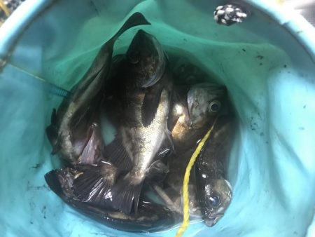 またまたメバリング