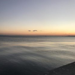 イルカの群れがタチウオを連れてきたのか！