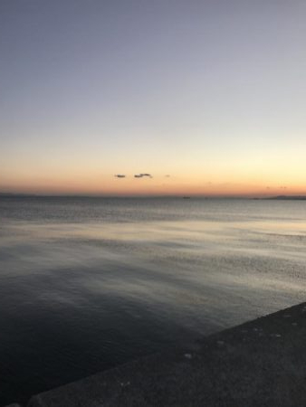 イルカの群れがタチウオを連れてきたのか！