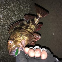 鱗付けてきました！