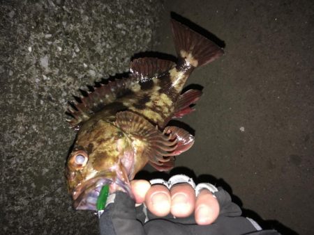 鱗付けてきました！