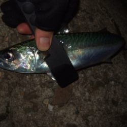 初釣りライトゲーム