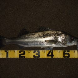 アフターシーバス