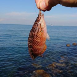 ガシラにアジ、泉州丸