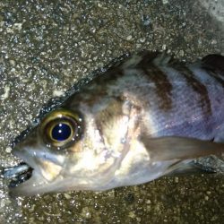 今夜はメバルに返り討ち