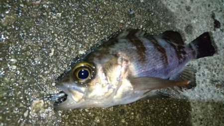 今夜はメバルに返り討ち