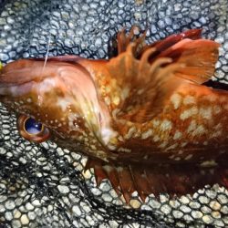 風裏でメバル＆ガシラ