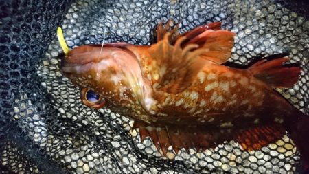 風裏でメバル＆ガシラ