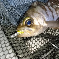 風をかわしてメバリング