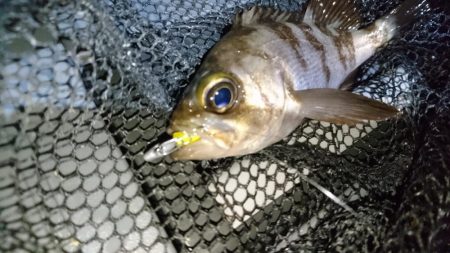 風をかわしてメバリング