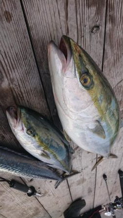 初釣りジギング