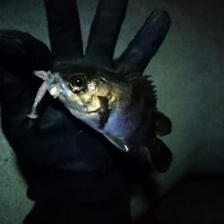 極寒メバリング