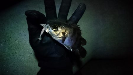 極寒メバリング