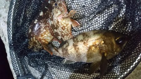 今夜のメバルは渋渋です