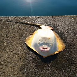 引っかけ 泳がせ