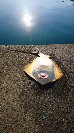 引っかけ 泳がせ