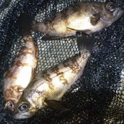 潮の流れに翻弄されました