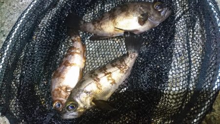 潮の流れに翻弄されました