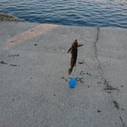 冬のブラクリ調査